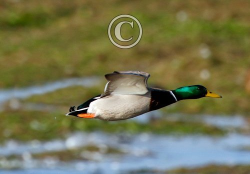 Mallard Drake in Flight DM1646